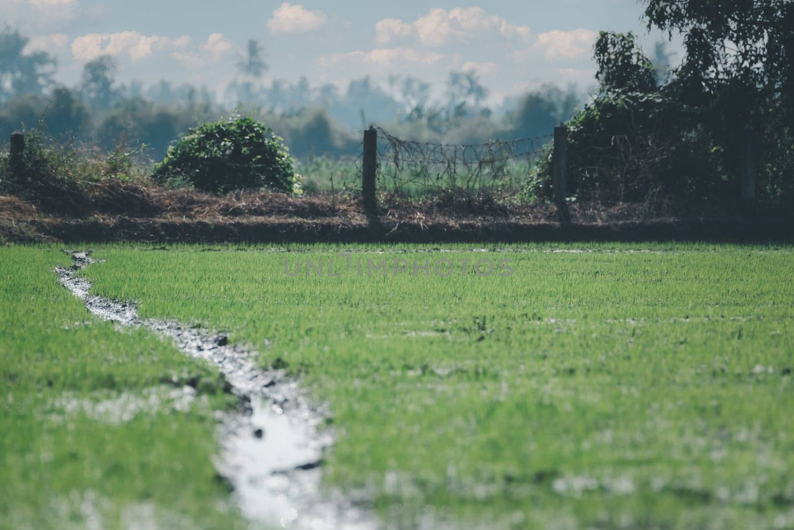 Landscape nature of rice field on rice paddy green color lush growing is a agriculture in asia