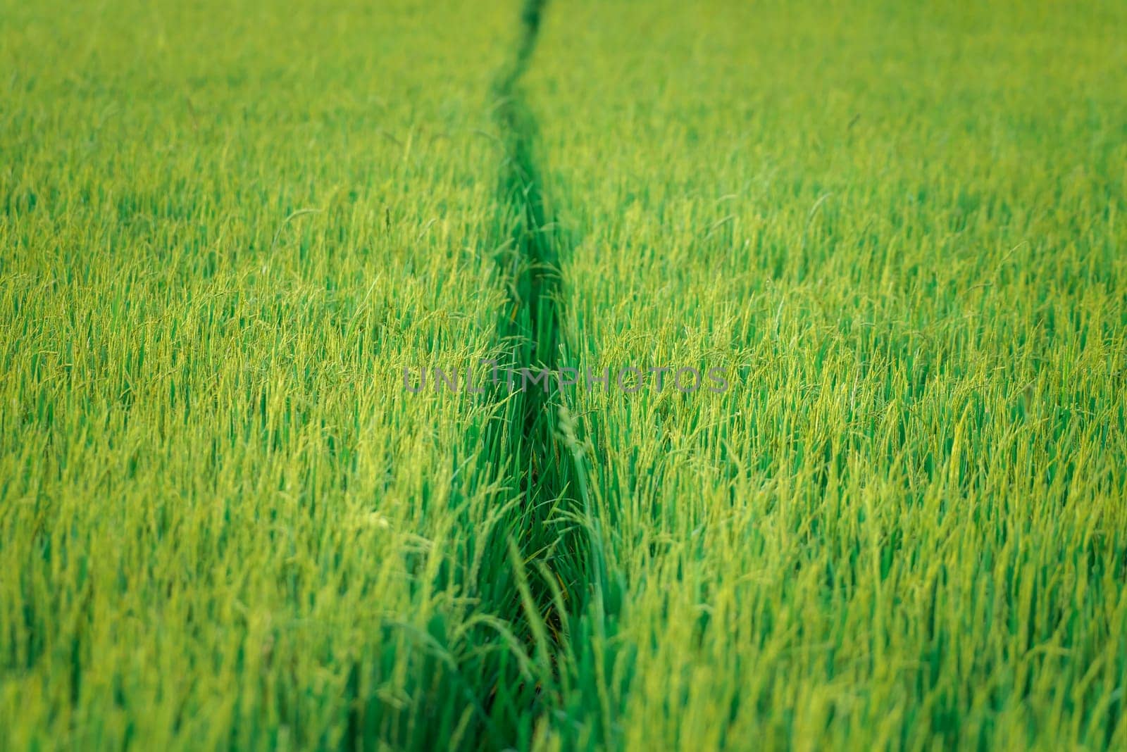 Nature of rice field on rice paddy by NongEngEng