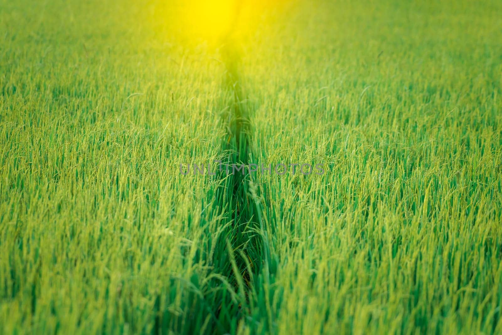 Landscape nature of rice field on rice paddy green color lush growing is a agriculture in asia