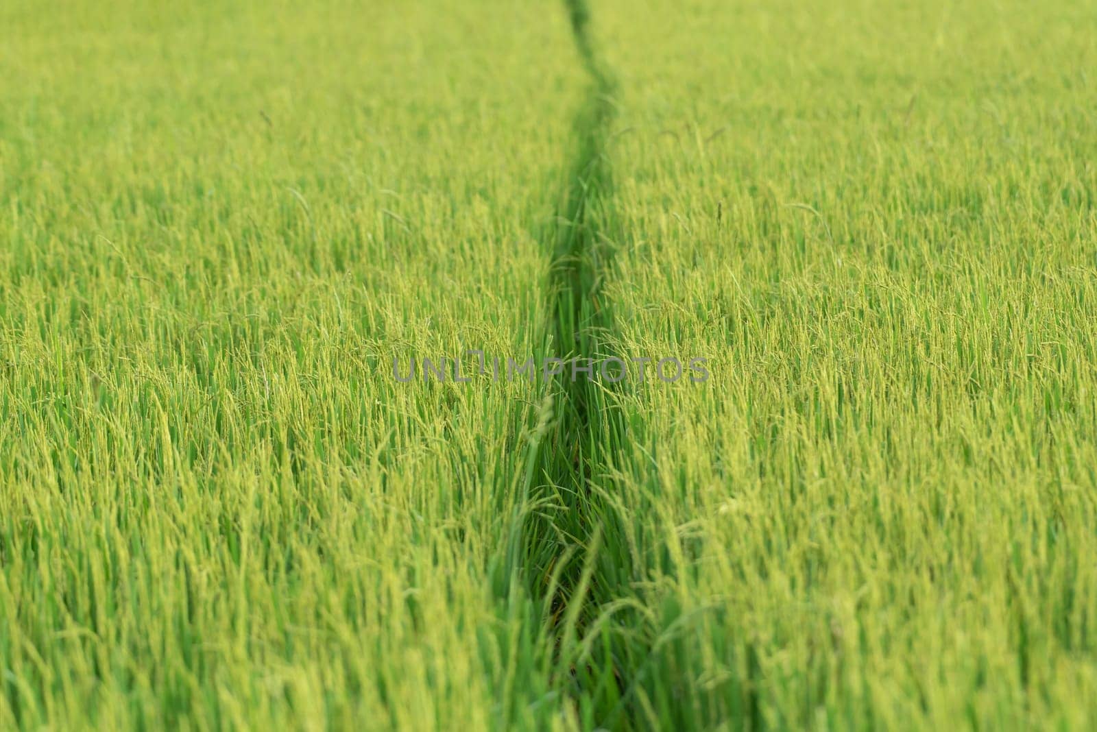 Landscape nature of rice field on rice paddy green color lush growing is a agriculture in asia