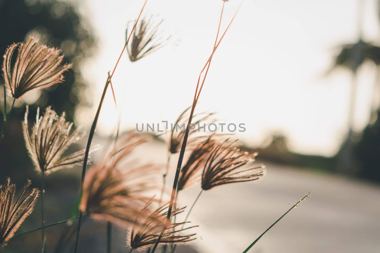 Silhouette landscape of nature grass field and flower of grass on meadow garden field green color lush with sunlight (sunset or sunshine) in countryside or park