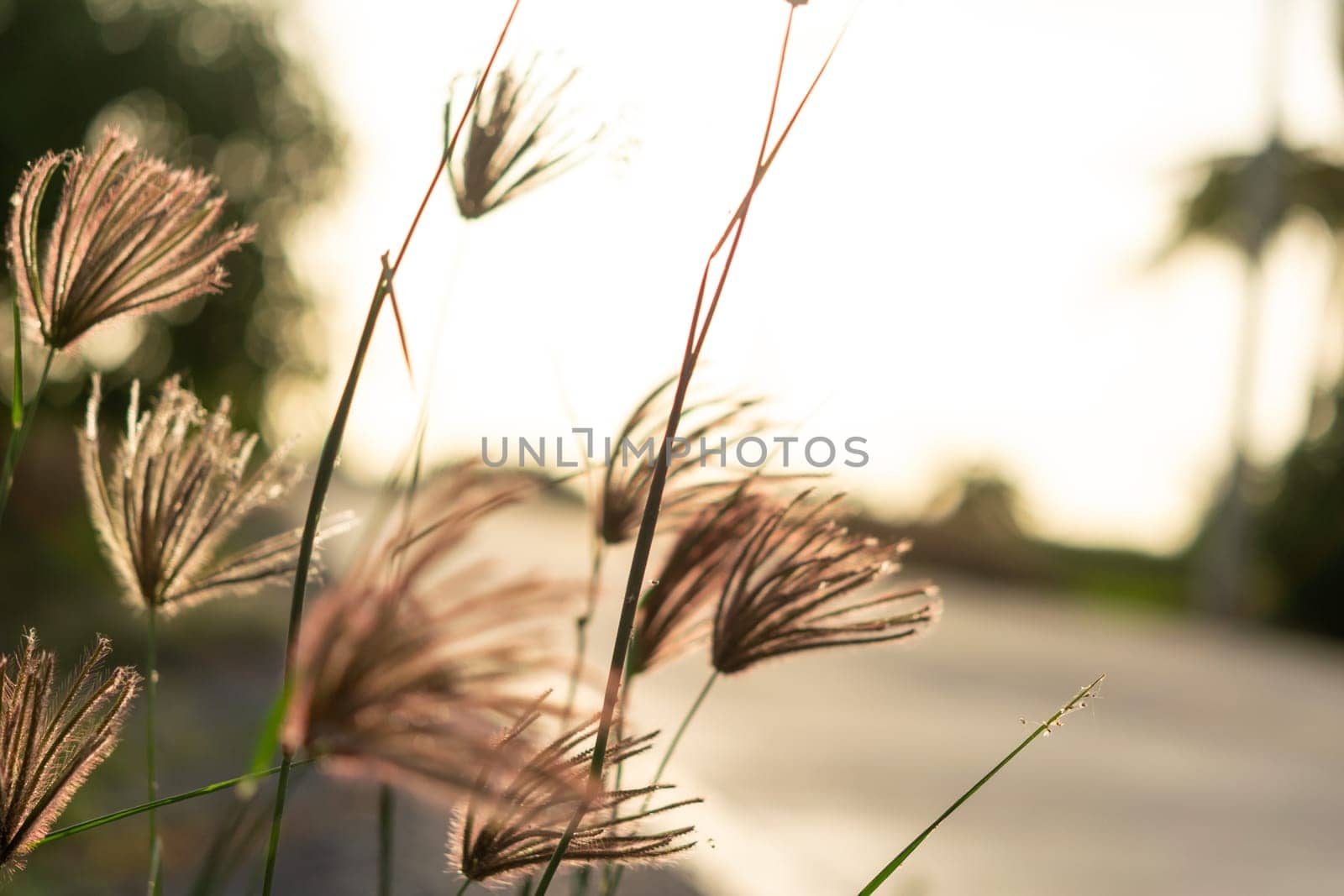 Nature of grass field, flower grass with sunlight by NongEngEng