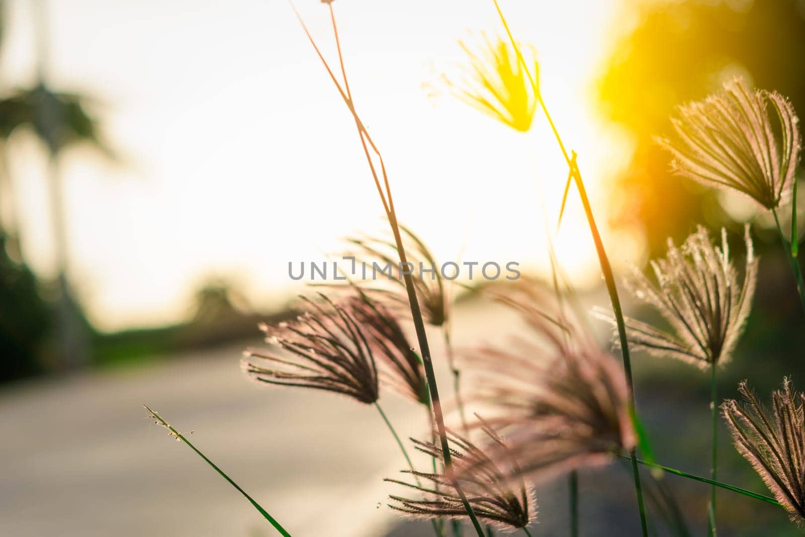 Silhouette landscape of nature grass field and flower of grass on meadow garden field green color lush with sunlight (sunset or sunshine) in countryside or park