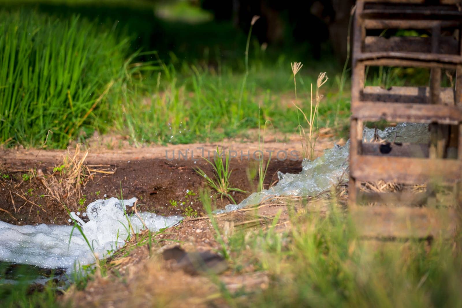 Watering nature of rice field on rice paddy by NongEngEng