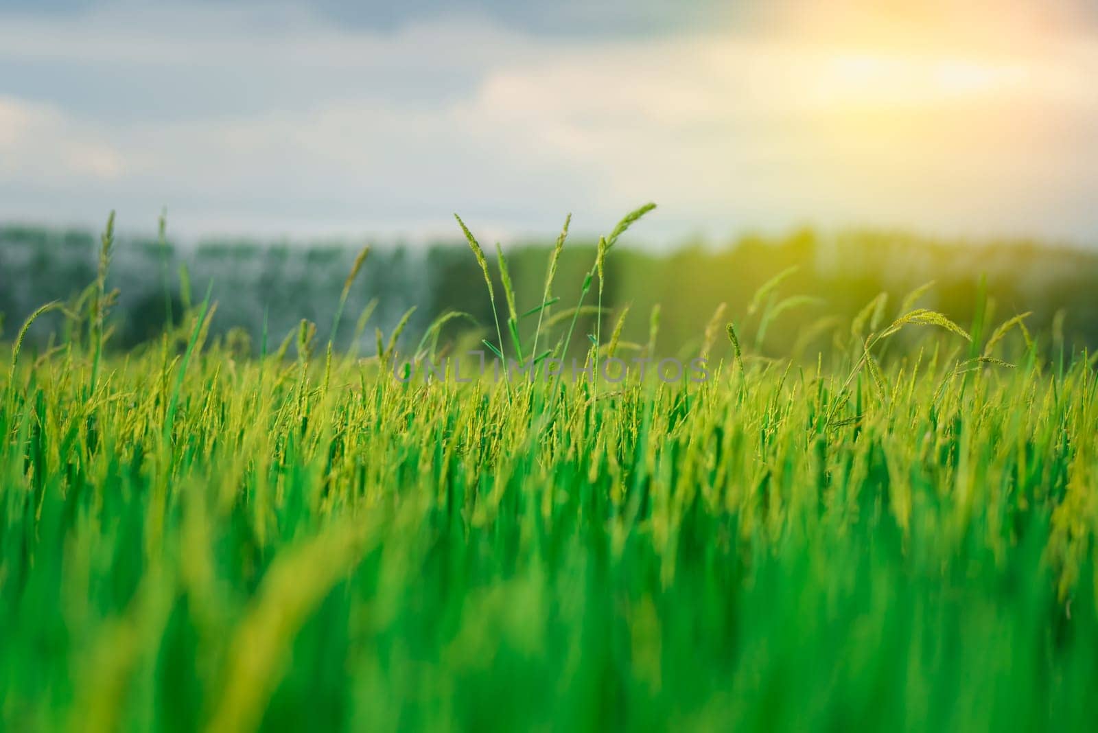 Landscape nature of rice field on rice paddy green color lush growing is a agriculture in asia