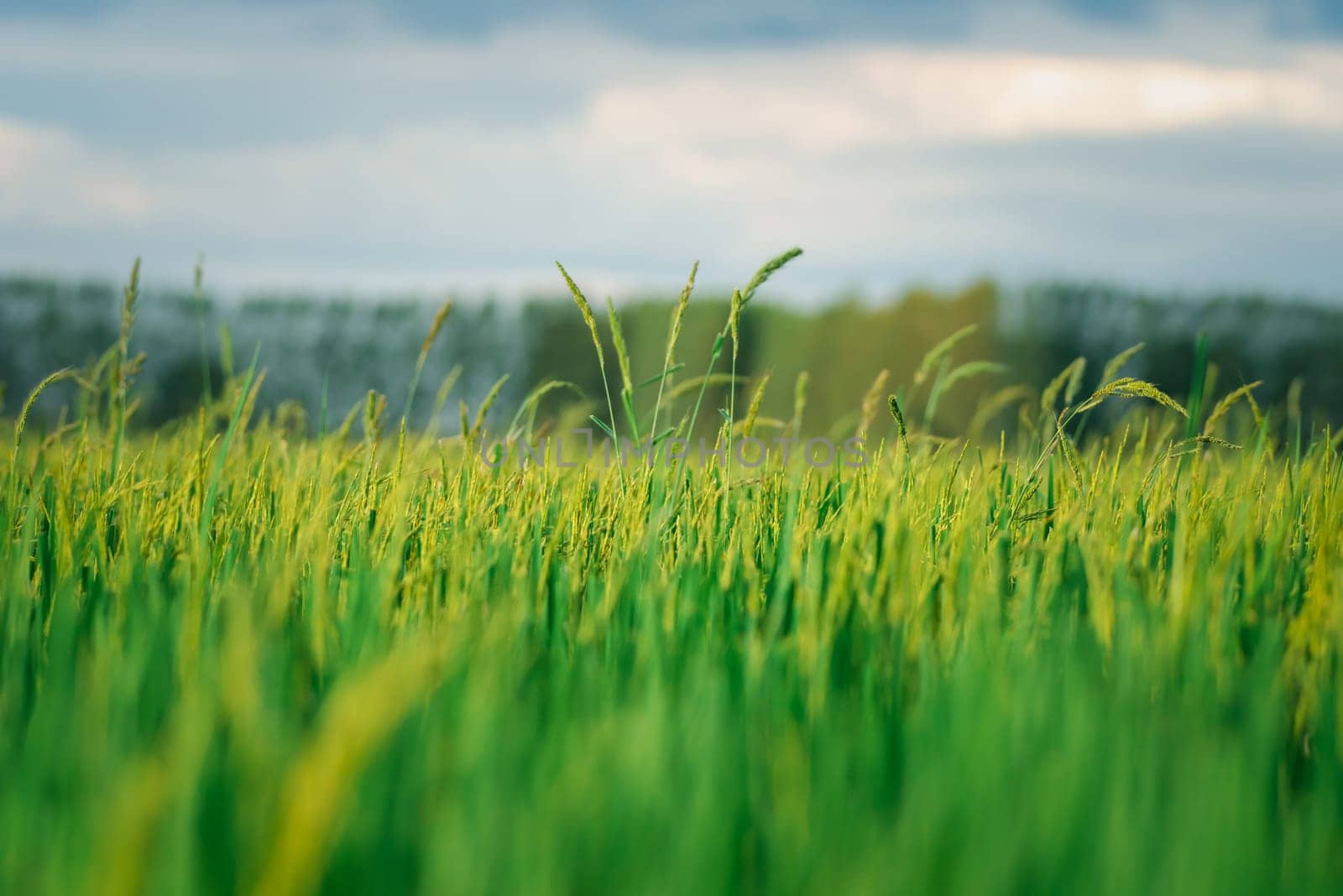 Landscape nature of rice field on rice paddy green color lush growing is a agriculture in asia