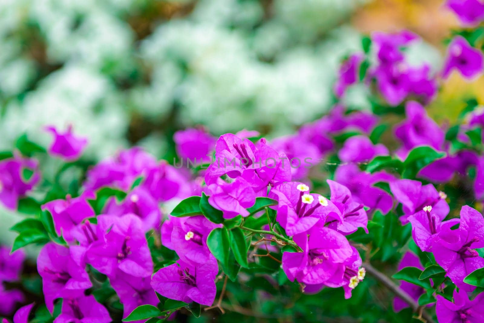 Flower purple or violet color Naturally beautiful flowers in the garden.