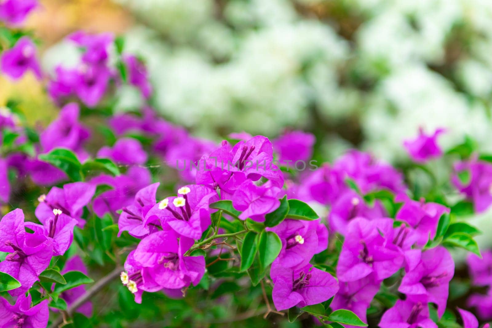 Flower purple or violet color in garden by NongEngEng