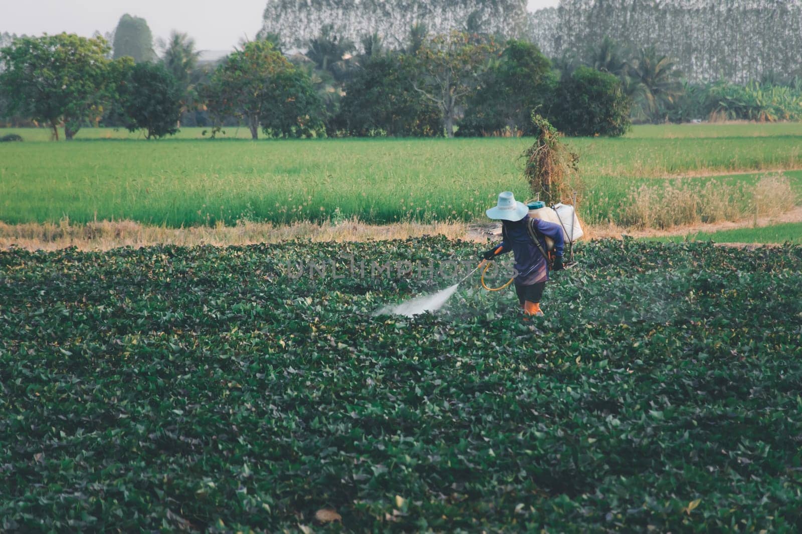 Nature of sweet potatoes plantation or yam farming on rural land green color lush growing is a agriculture in asia