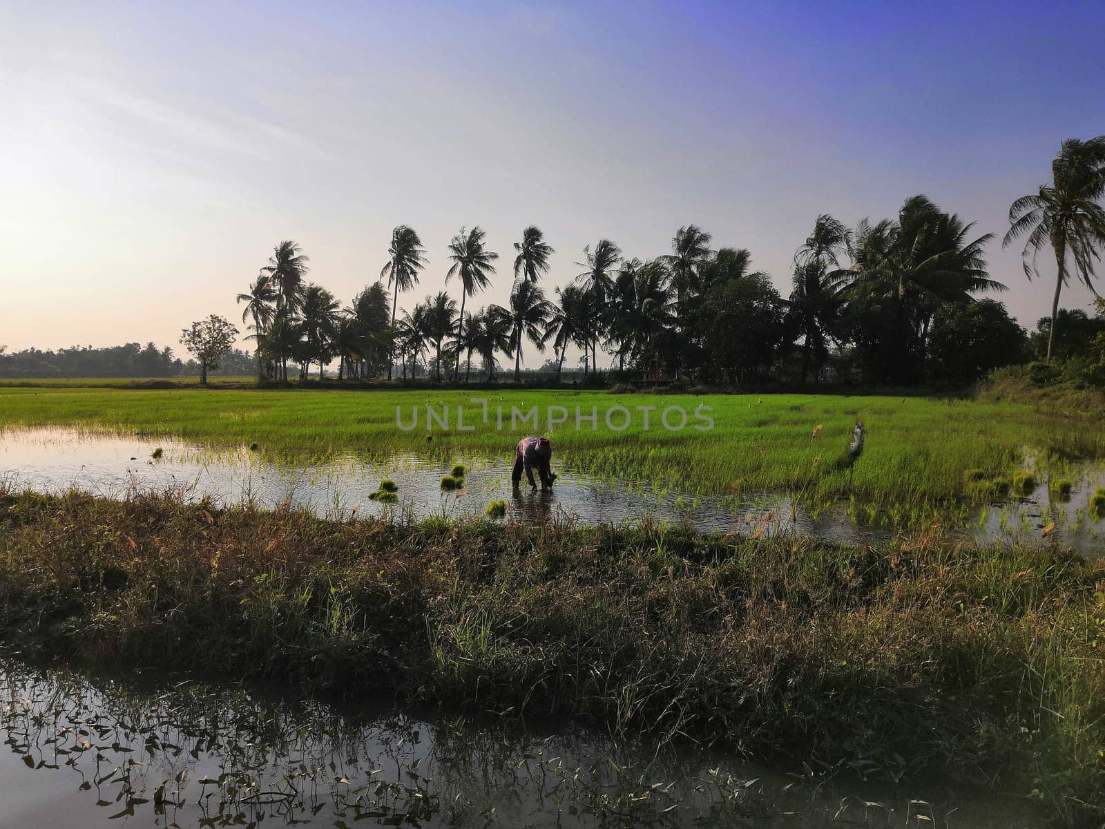 Nature of rice field on rice paddy by NongEngEng