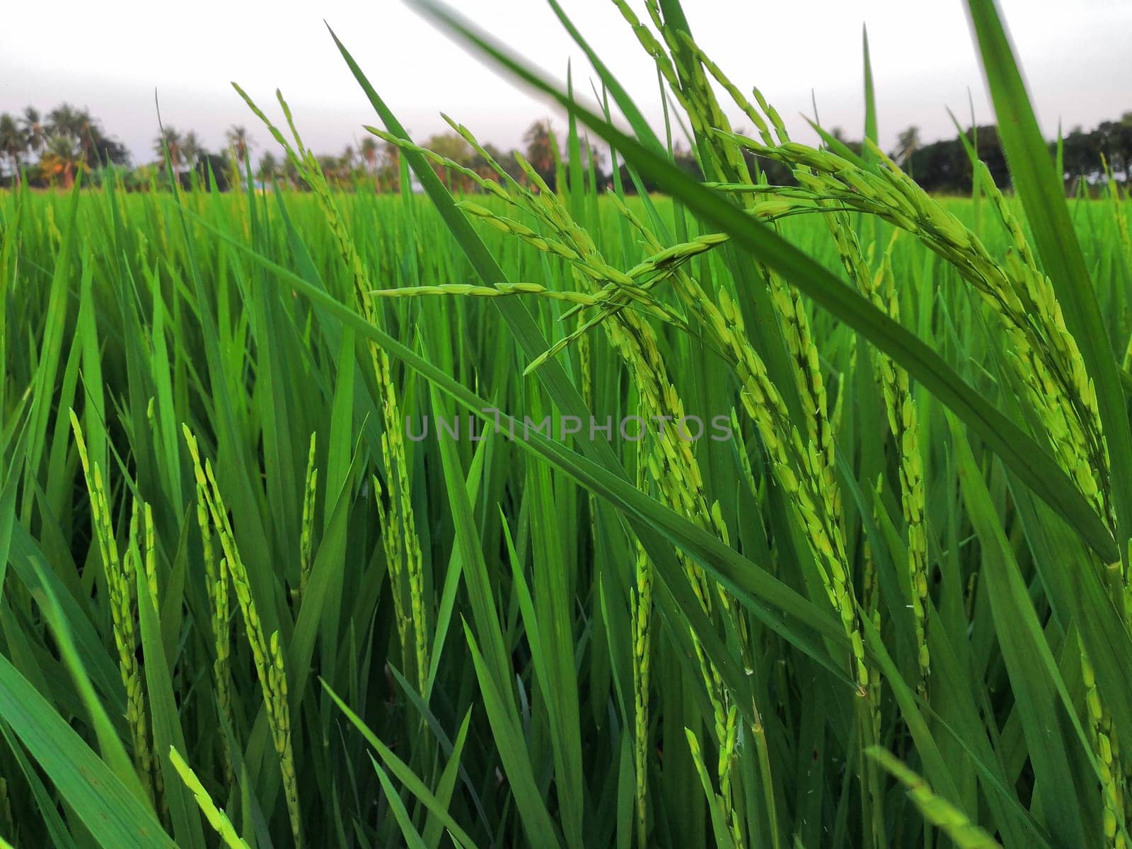 Landscape nature of rice field on rice paddy green color lush growing is a agriculture in asia