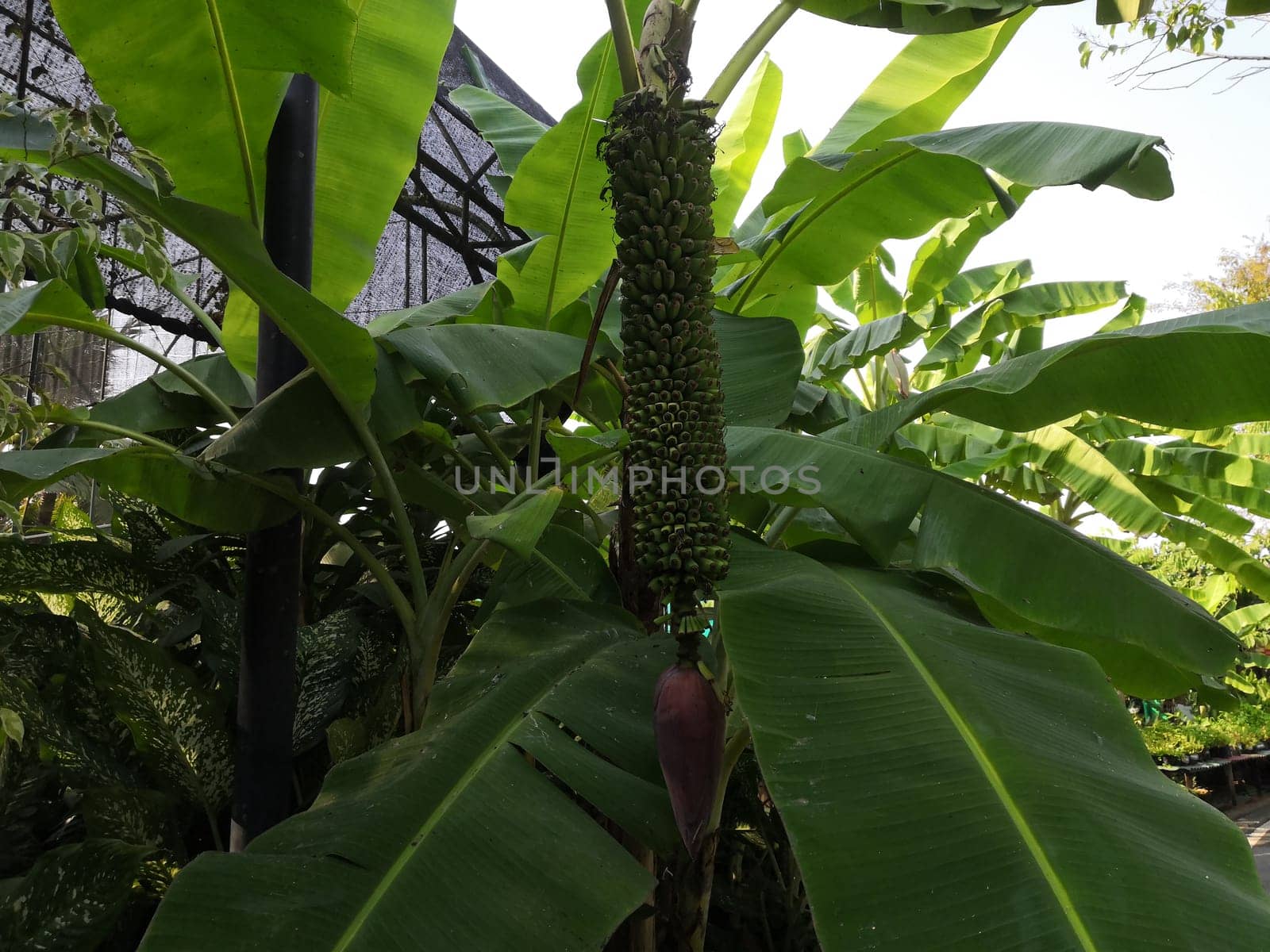 Greenery background, green color of nature plant and leaf environment greenery concept (Banana)