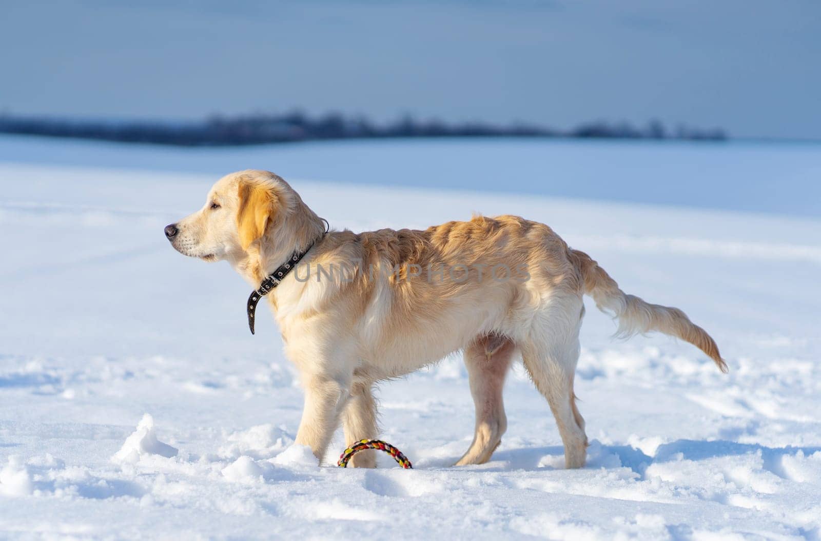 Beautiful young retriever dog walking outside in winter