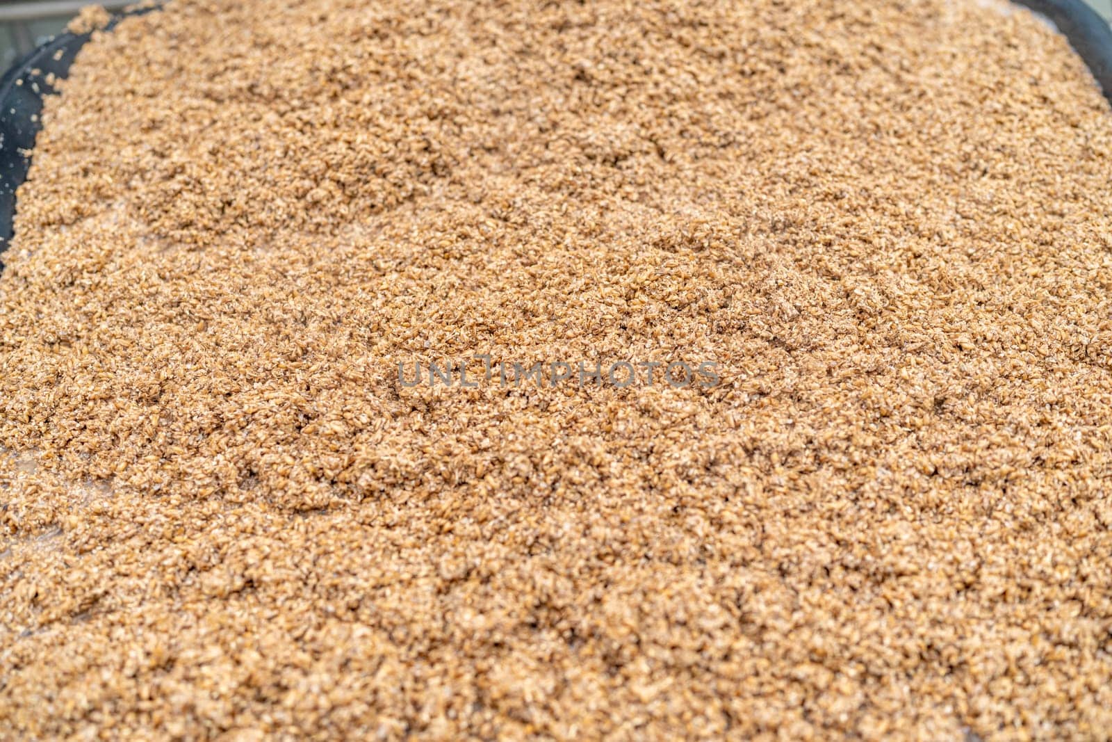 malt for brewing beer in a brewery. High quality photo