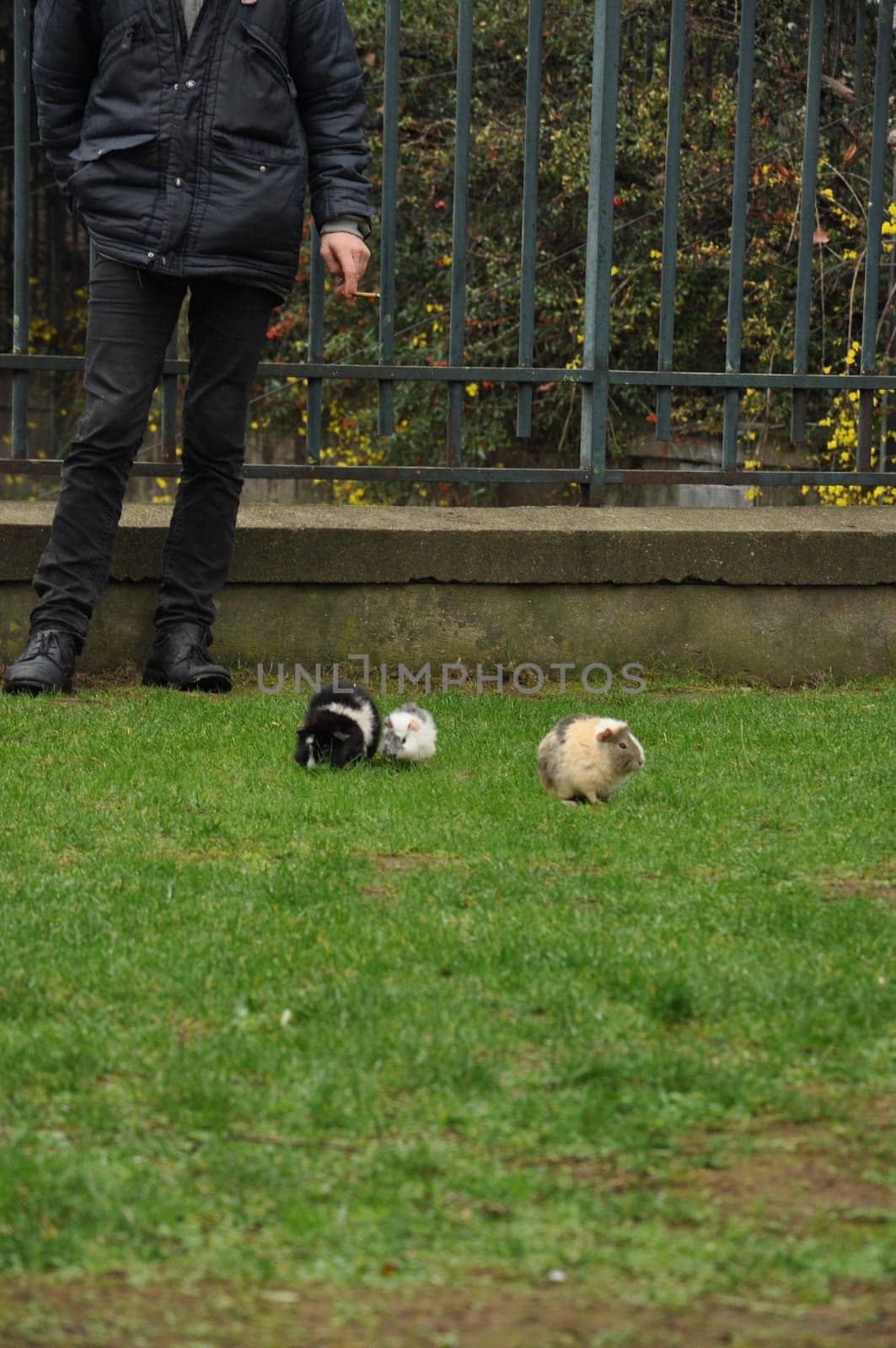 Man walking his guinea pigs in a public park in Paris, France