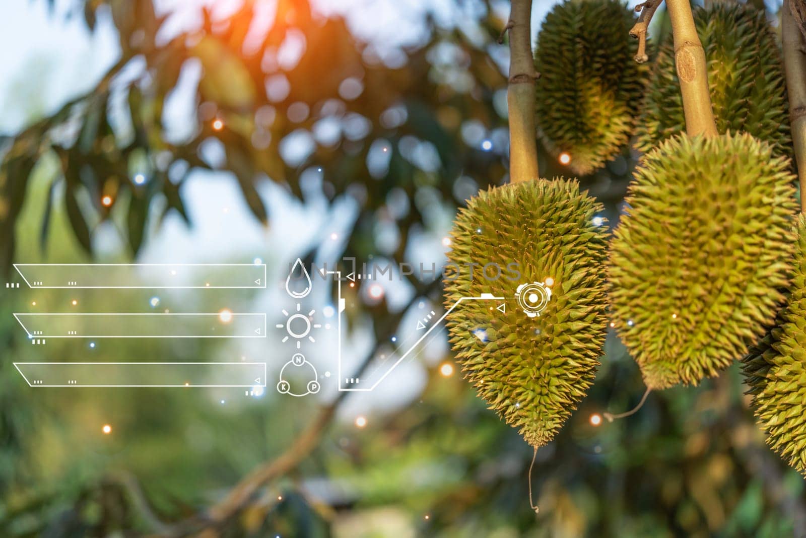 Smart Farm, Durian seedling or sapling durian by PongMoji