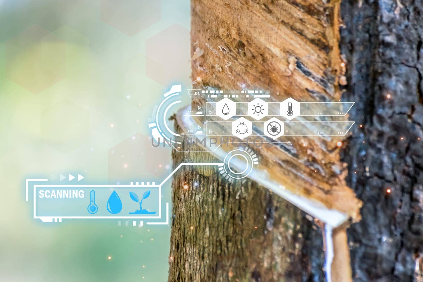 Smart farm digital icon and futuristic AI data infographic of Rubber tree with natural rubber drop to the bowl at rubber tree plantation natural latex is a agriculture for industry in Thailand