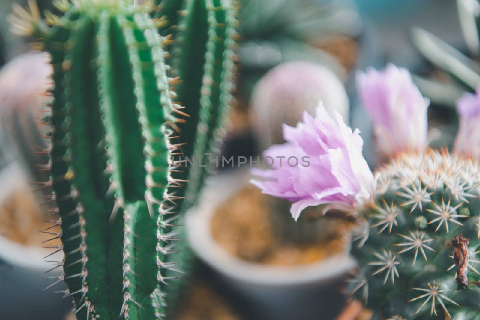 Cactus (Gymno ,Gymnocalycium) and Cactus flowers in cactus garden many size and colors popular use for decorative in house or flower shop
