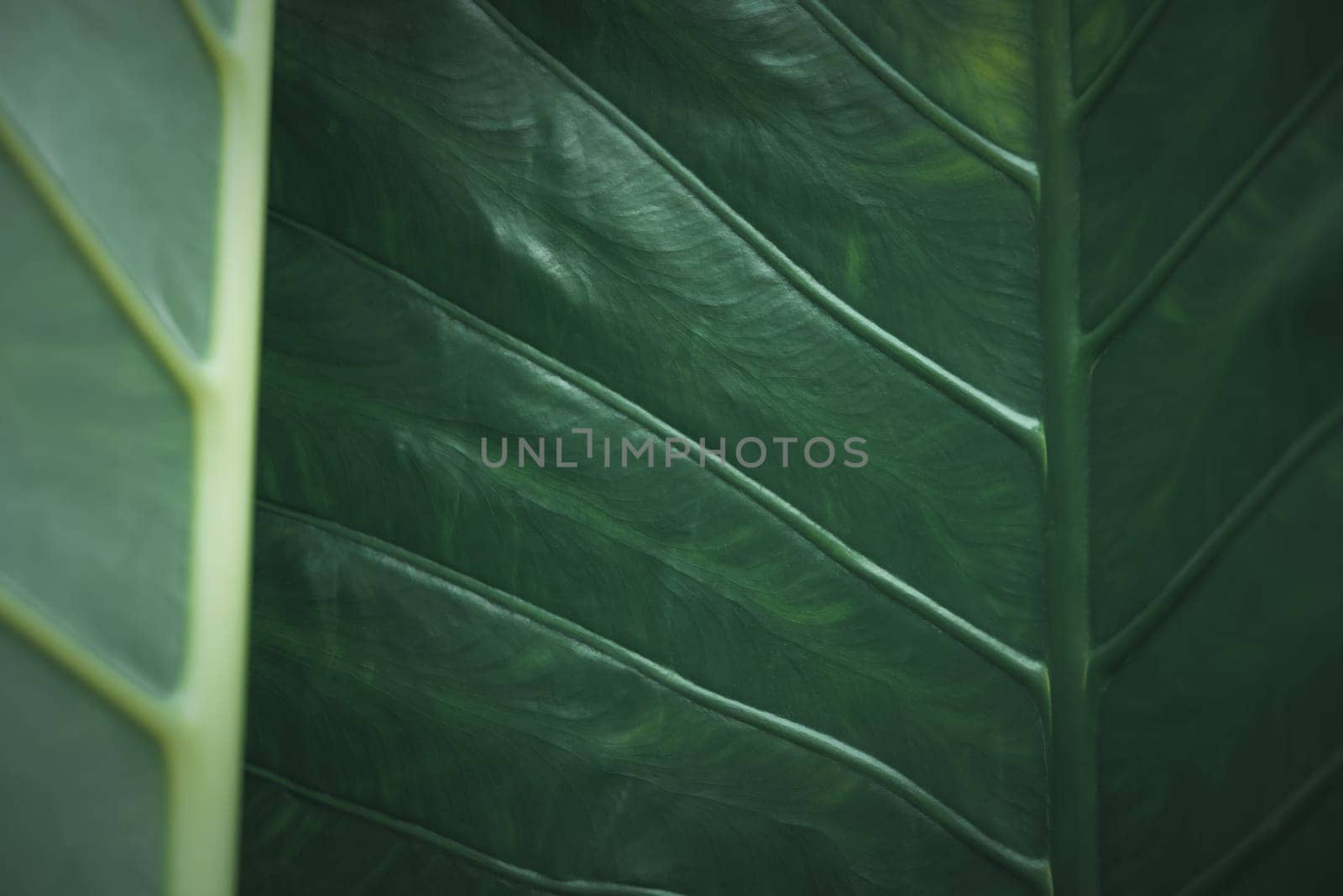 Greenery background of nature plant and leaf by PongMoji