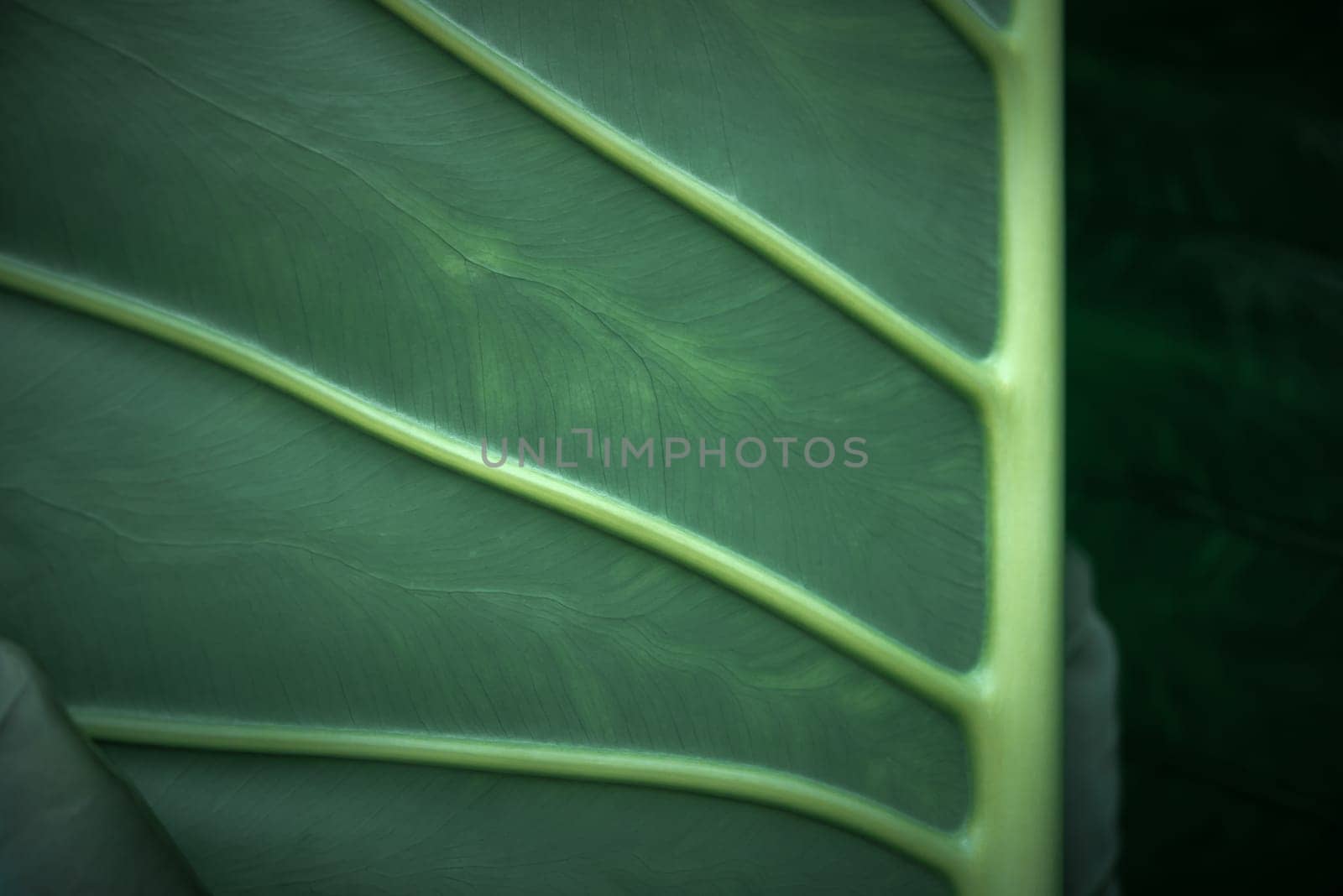 Greenery background of nature plant and leaf by PongMoji