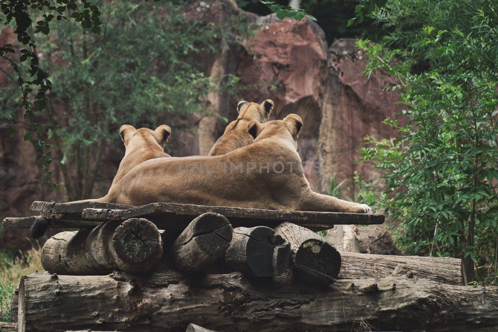 African lions lying on wooden logs at a zoo in germany