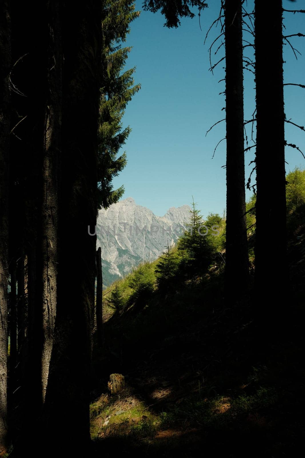 Sun's rays make their way through the crowns of trees in the autumn forest in the Leoganger mountains, Austria
