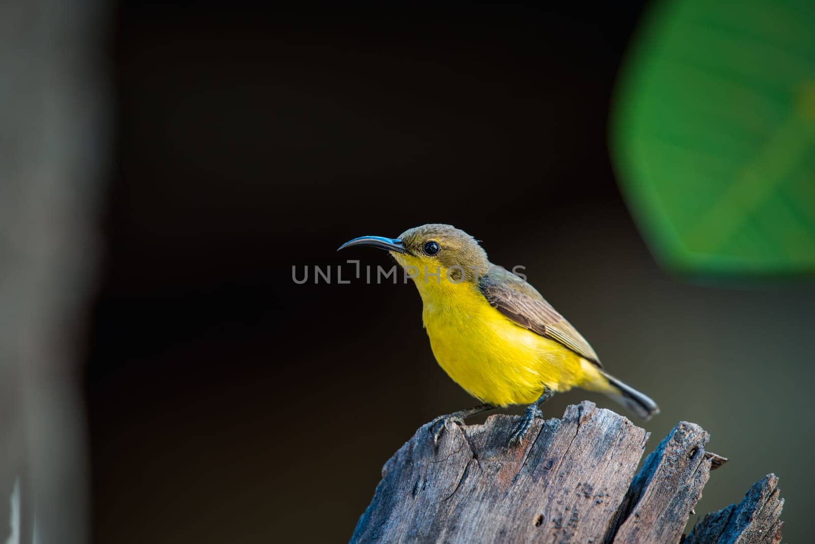 Bird (Olive-backed sunbird, Yellow-bellied sunbird) female yellow color perched on a tree in a nature wild