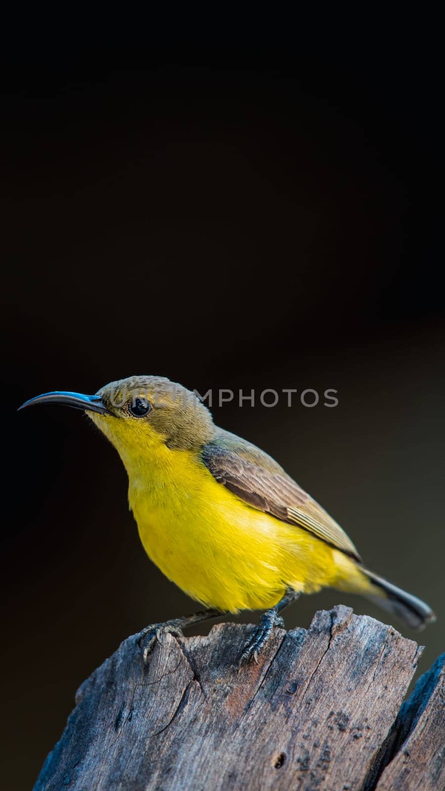 Bird (Olive-backed sunbird, Yellow-bellied sunbird) female yellow color perched on a tree in a nature wild