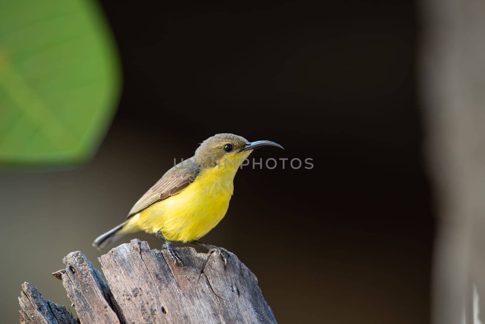 Bird (Olive-backed sunbird, Yellow-bellied sunbird) female yellow color perched on a tree in a nature wild