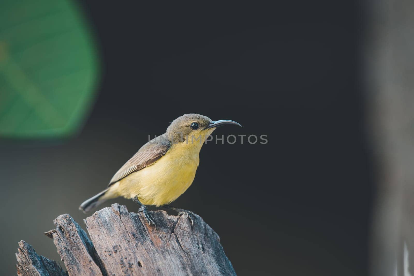 Bird (Olive-backed sunbird) on tree in nature wild by PongMoji