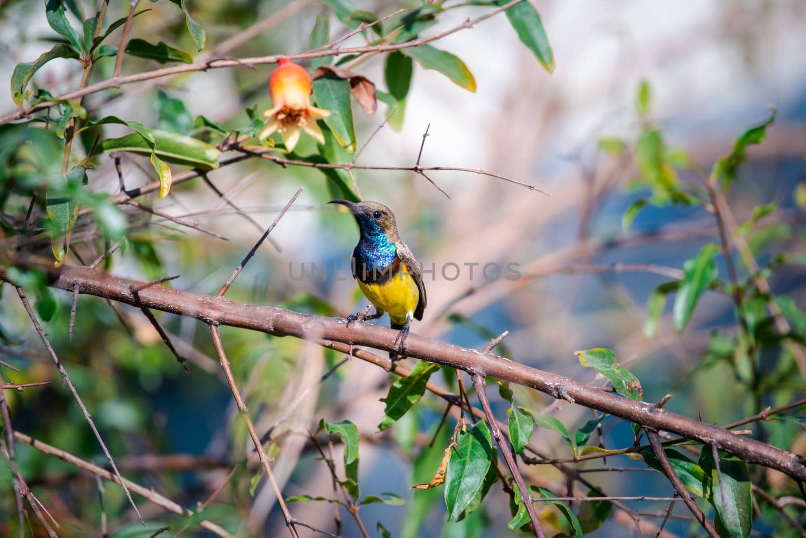 Bird (Olive-backed sunbird, Yellow-bellied sunbird) male yellow color perched on a tree in a nature wild