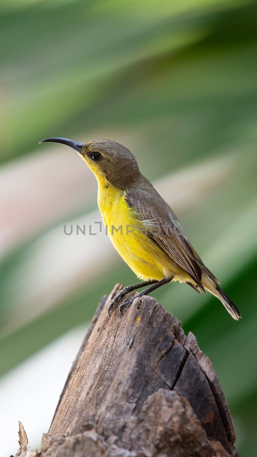 Bird (Olive-backed sunbird, Yellow-bellied sunbird) female yellow color perched on a tree in a nature wild