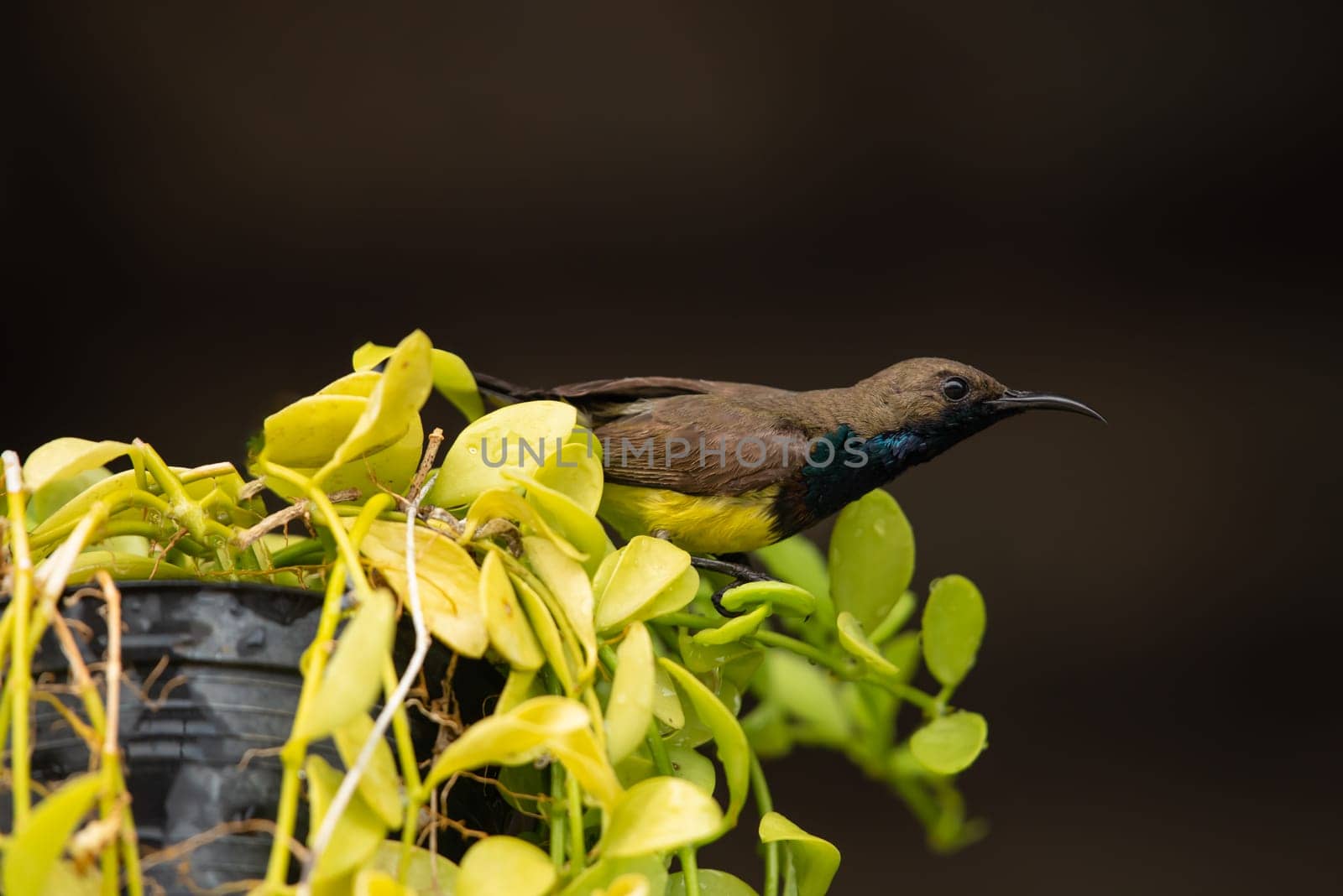 Bird (Olive-backed sunbird, Yellow-bellied sunbird) male yellow color perched on a tree in a nature wild