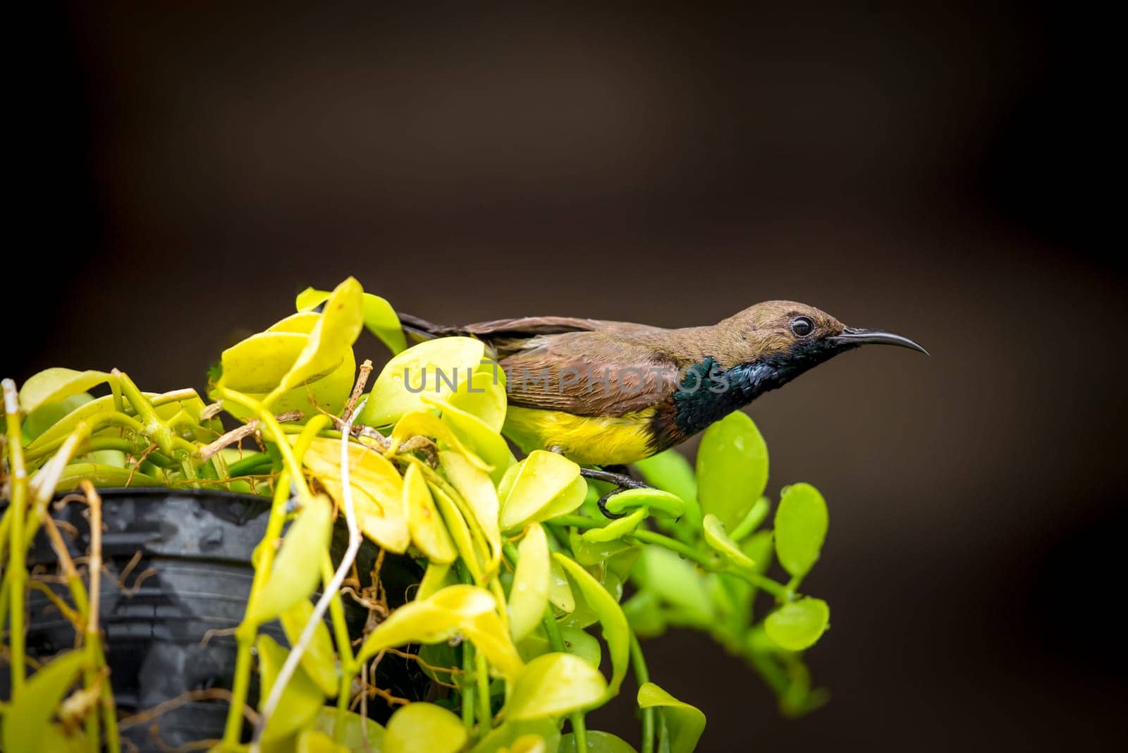 Bird (Olive-backed sunbird, Yellow-bellied sunbird) male yellow color perched on a tree in a nature wild