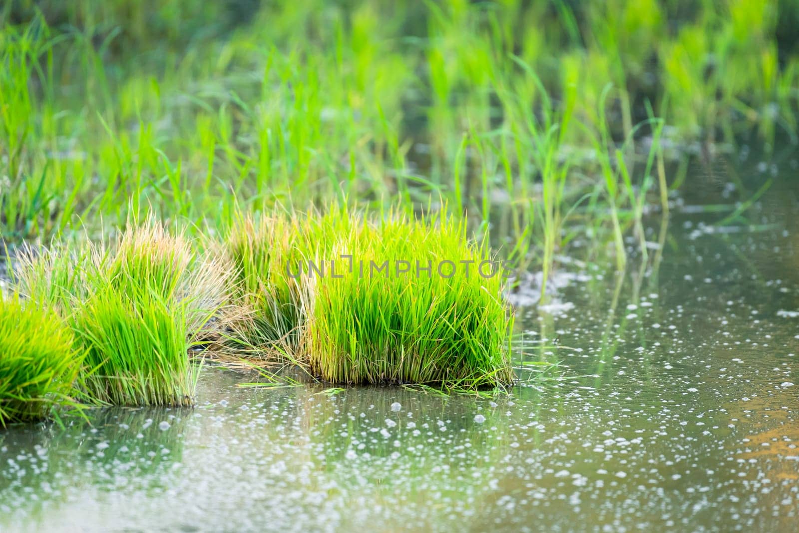 Landscape nature of rice field on rice paddy green color lush growing is a agriculture in asia