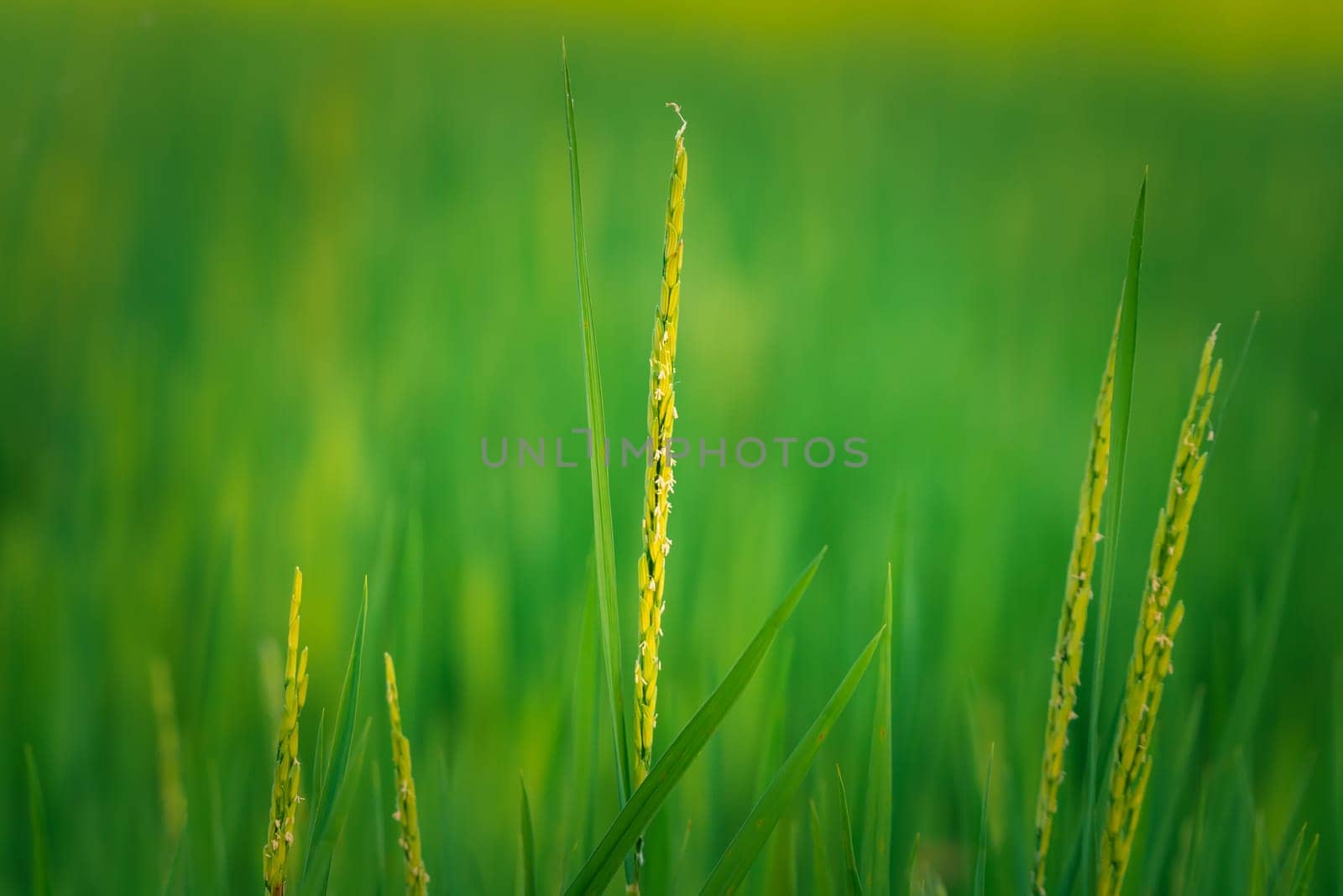 Landscape nature of rice field on rice paddy green color lush growing is a agriculture in asia