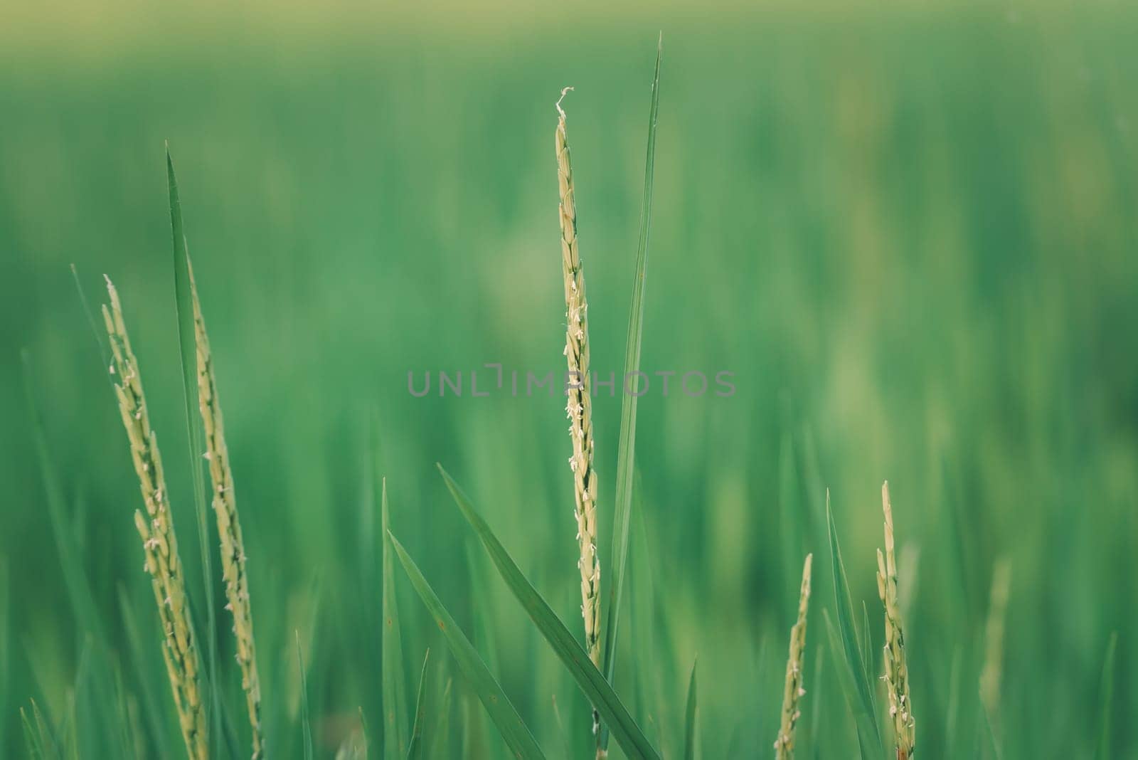 Nature of rice field on rice paddy by PongMoji