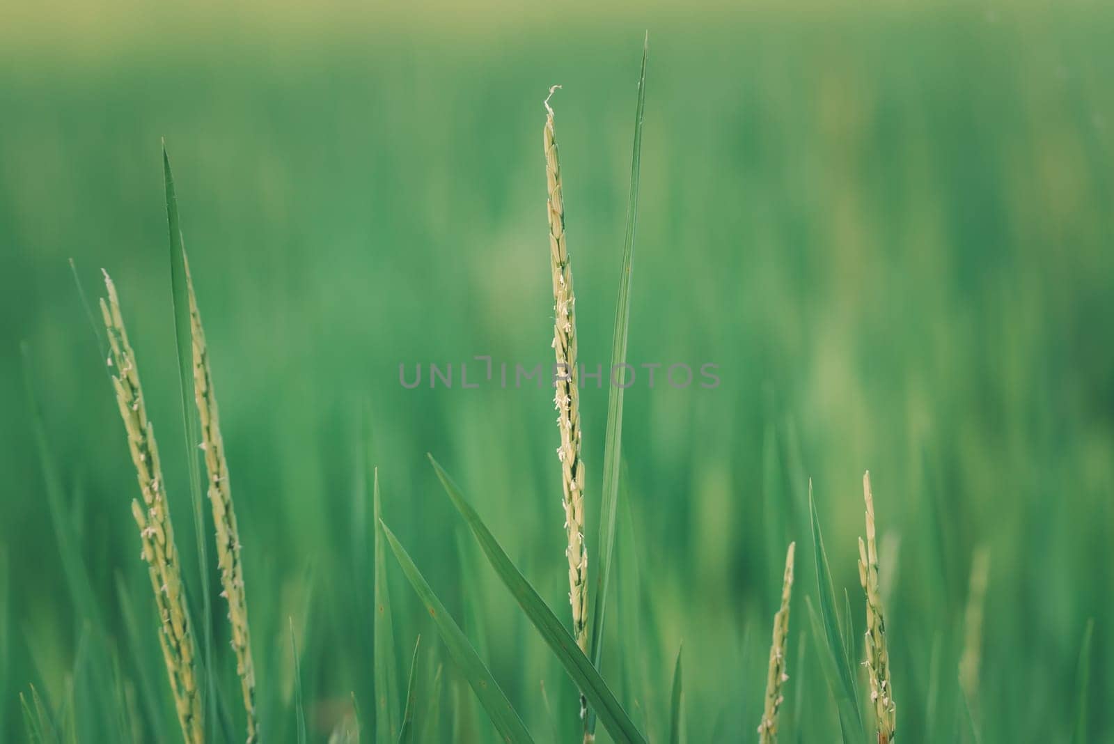 Landscape nature of rice field on rice paddy green color lush growing is a agriculture in asia