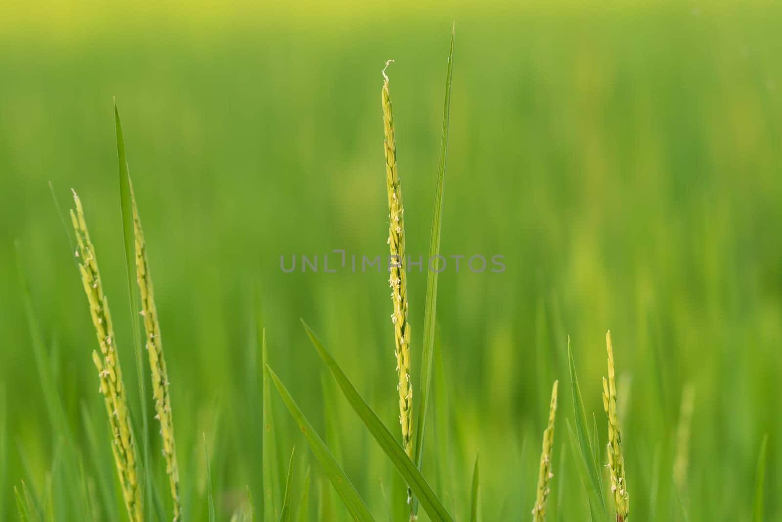 Landscape nature of rice field on rice paddy green color lush growing is a agriculture in asia