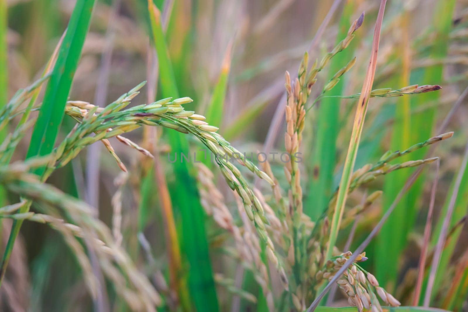 Landscape nature of rice field on rice paddy green color lush growing is a agriculture in asia