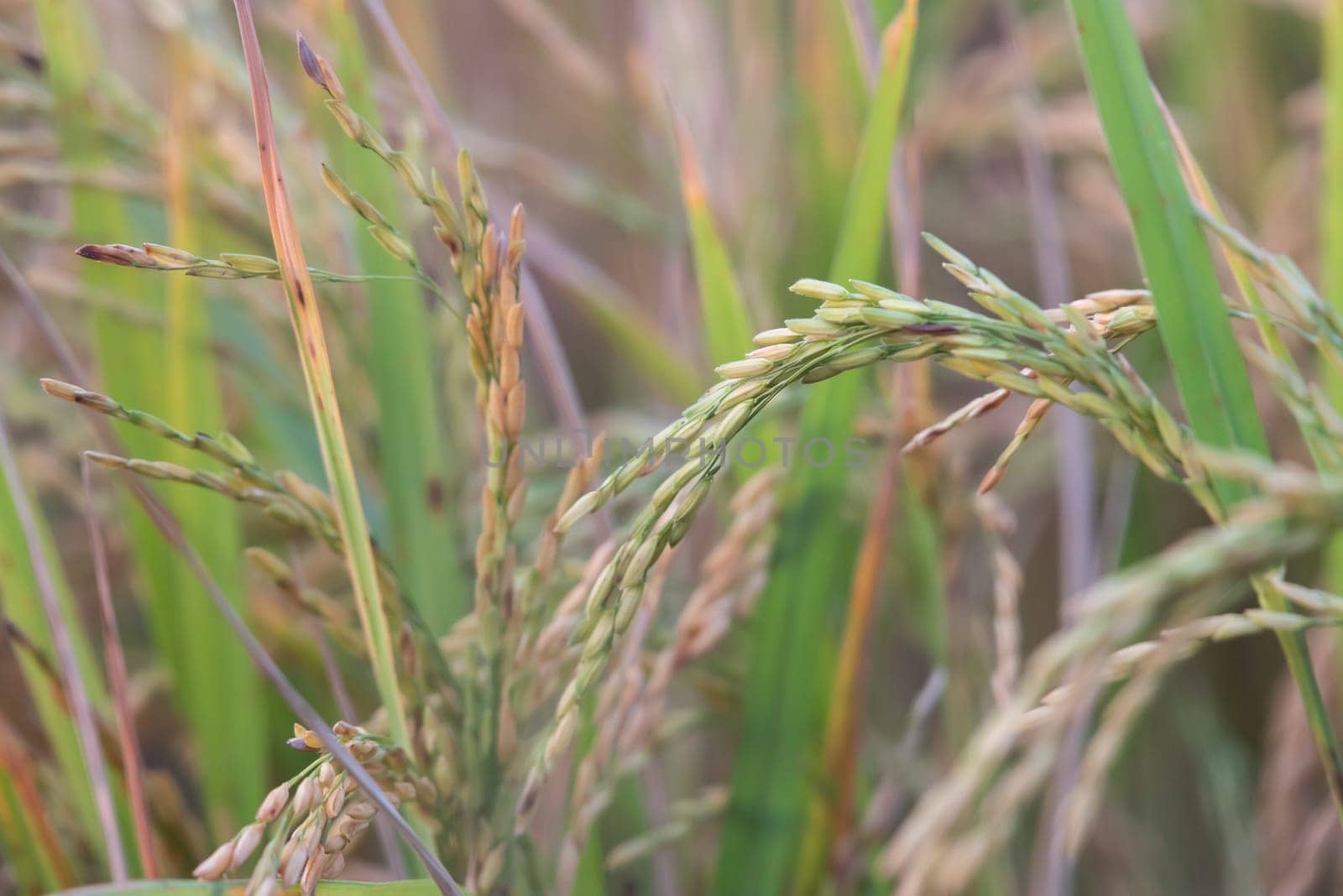 Landscape nature of rice field on rice paddy green color lush growing is a agriculture in asia