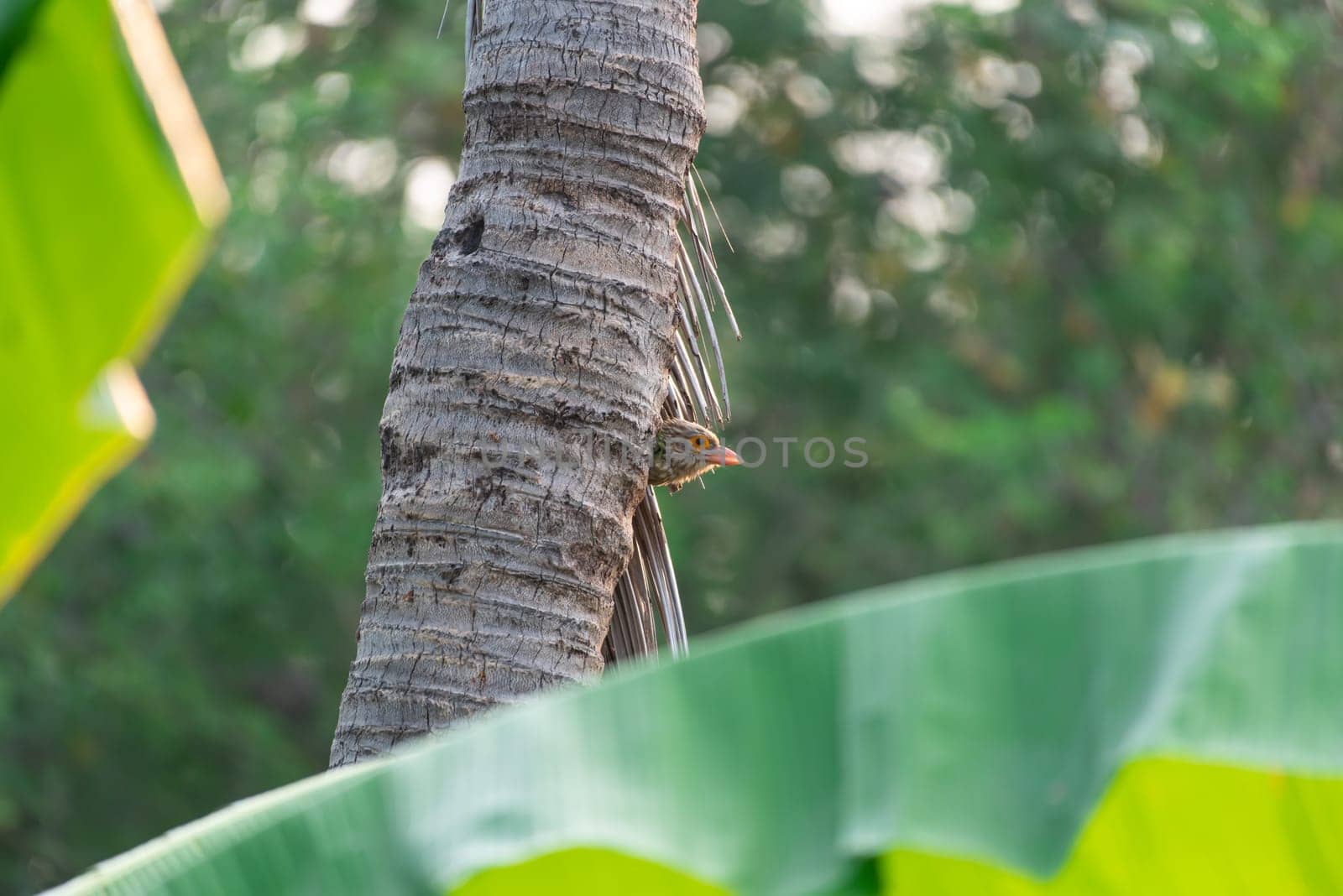 Bird (Lineated Barbet) on tree in a nature wild by PongMoji