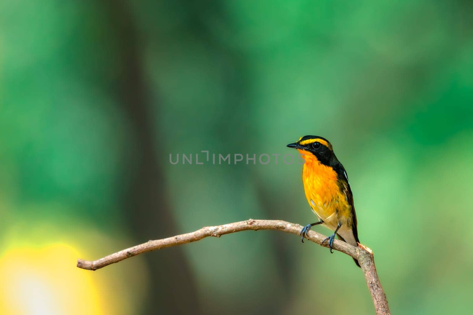 Bird (Narcissus Flycatcher) on tree in nature wild by PongMoji