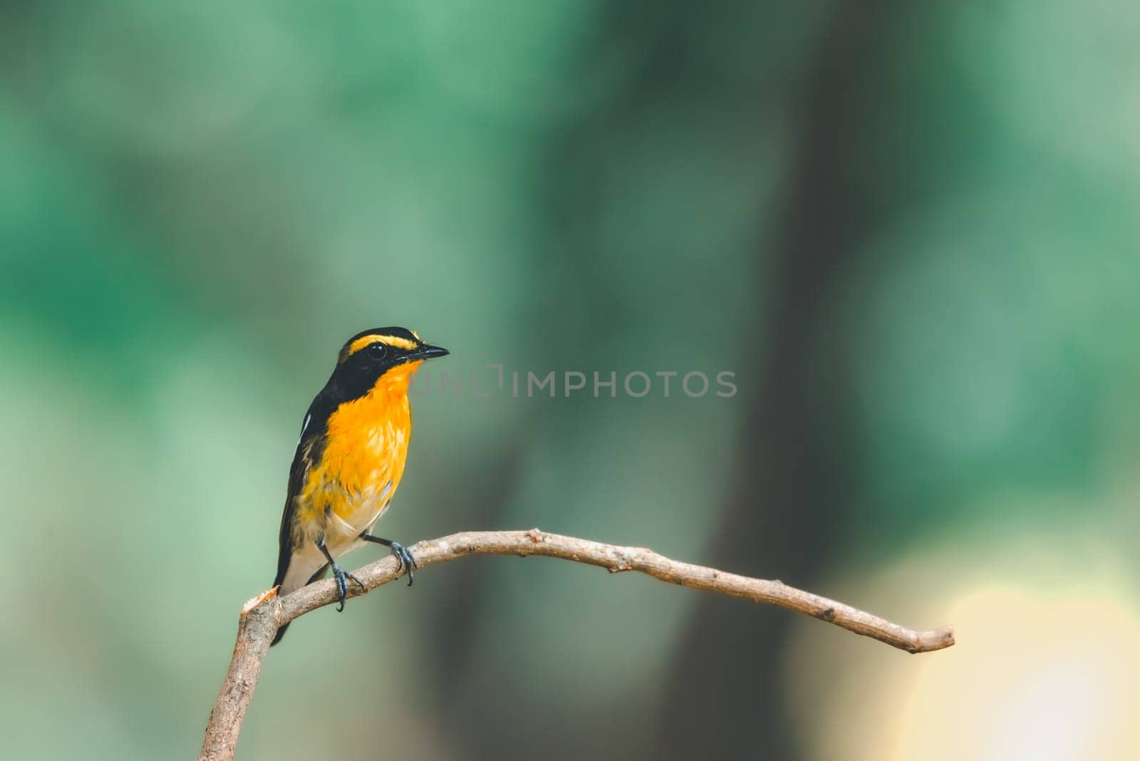 Bird (Narcissus Flycatcher, Ficedula narcissina) male black, orange, orange-yellow color perched on a tree in a nature wild and risk of extinction