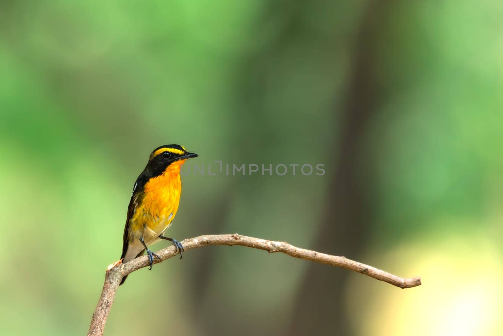 Bird (Narcissus Flycatcher, Ficedula narcissina) male black, orange, orange-yellow color perched on a tree in a nature wild and risk of extinction