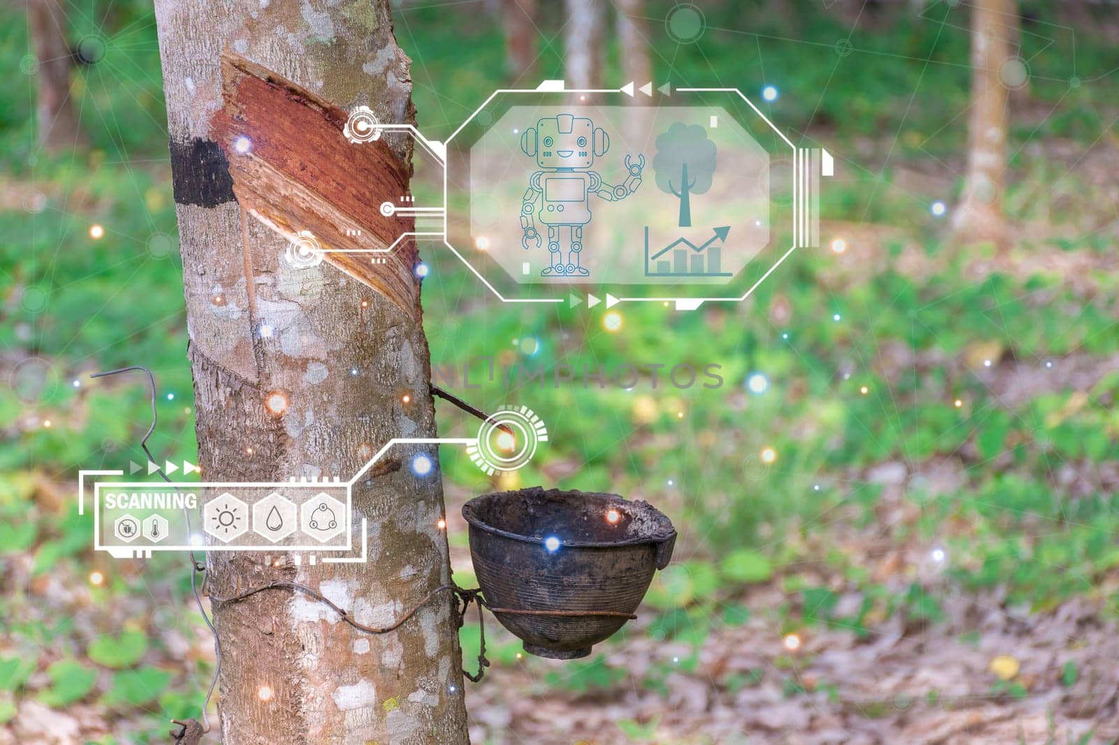 Smart farm digital icon and futuristic AI data infographic of Rubber tree with natural rubber drop to the bowl at rubber tree plantation natural latex is a agriculture for industry in Thailand