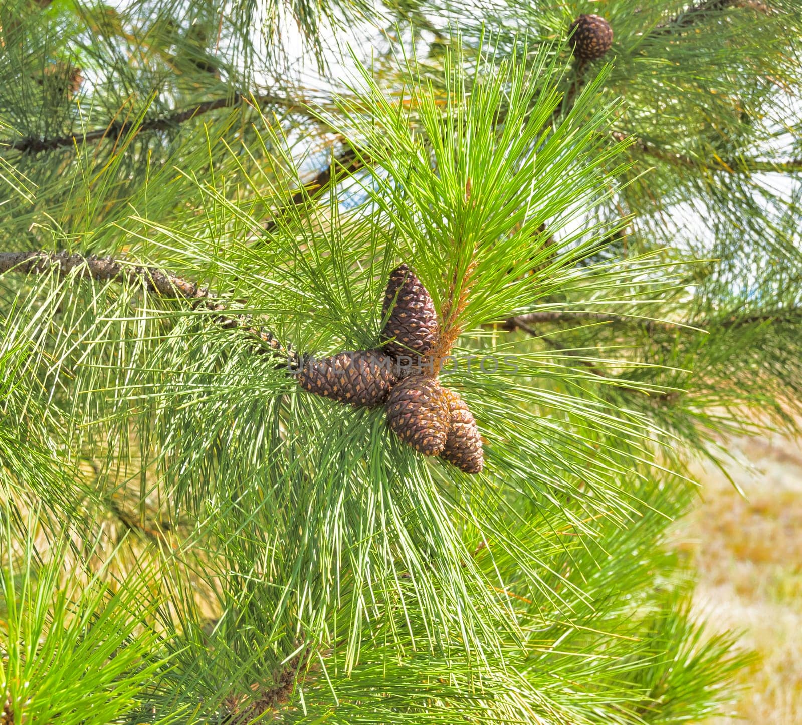 Pine cones on the branch among green leaves by Imagenet