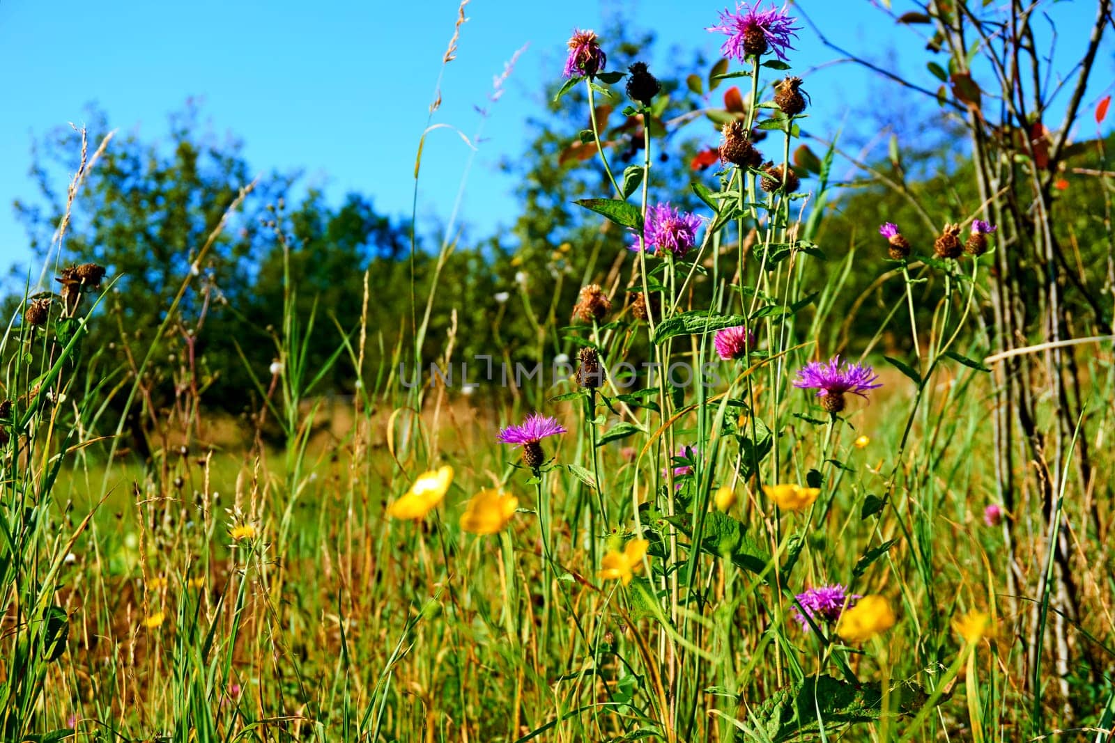 a piece of grassland, especially one used for hay