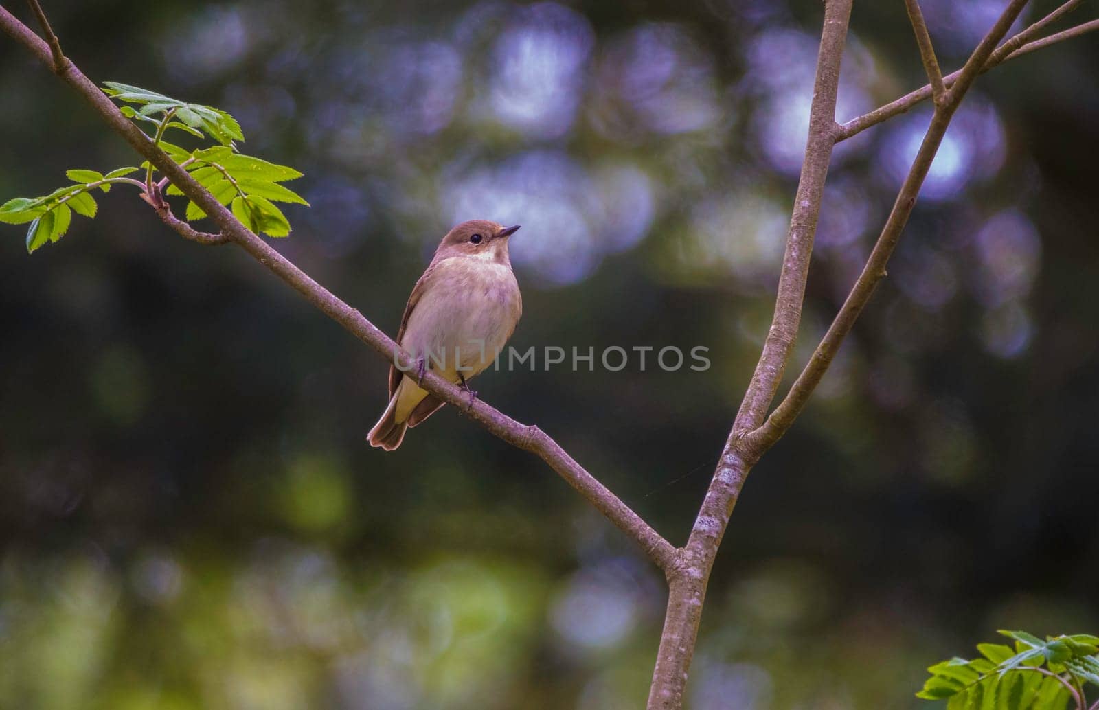 Muscicapa striata on a beautiful, blurry green background. The spotted flycatcher by compuinfoto