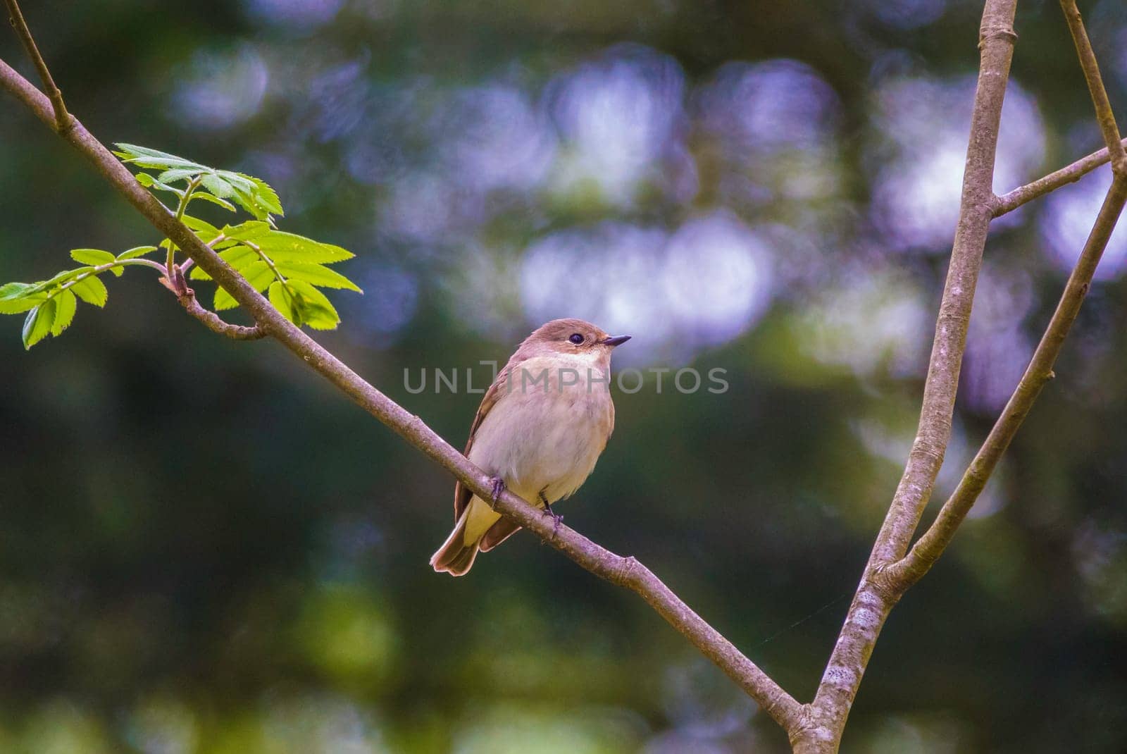 Muscicapa striata or The spotted flycatcher in a tree by compuinfoto